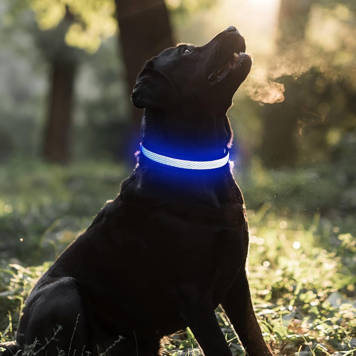 Light up Dog Collar - Rechargeable LED, Reflective, Glowing Camping Gear, Adjustable Dog Lights for Night Walking (Medium, Royal Blue)